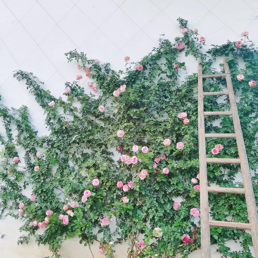 影歇