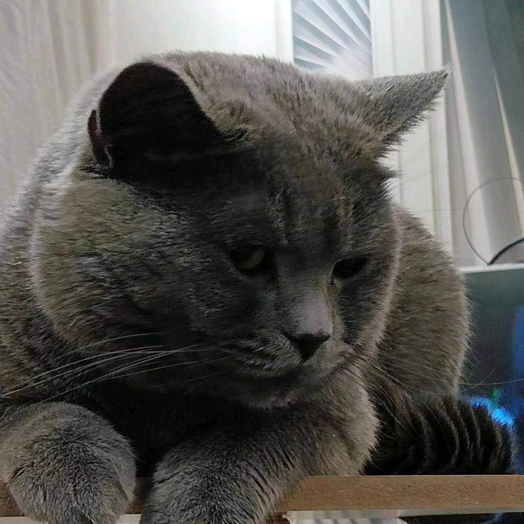 尘尘的猫