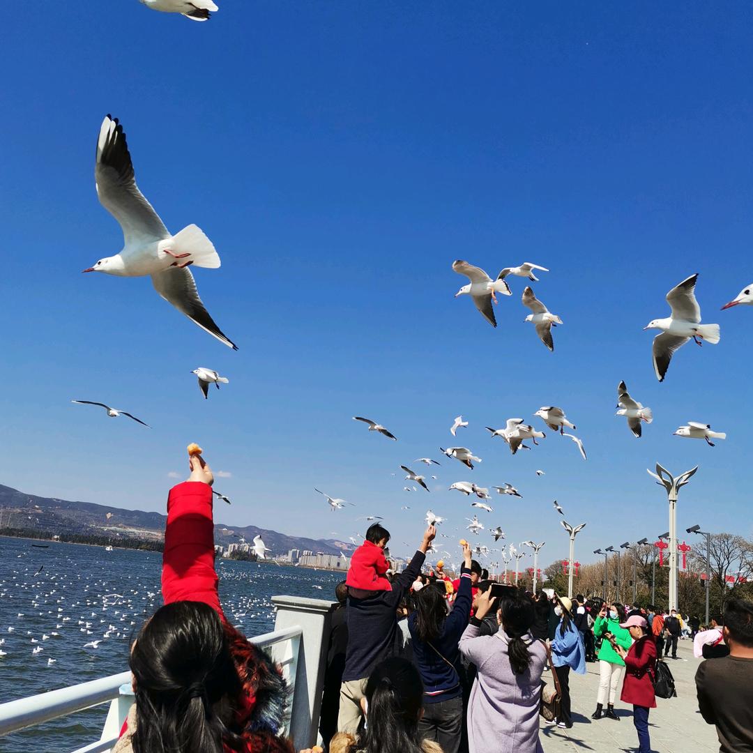 大成花卉