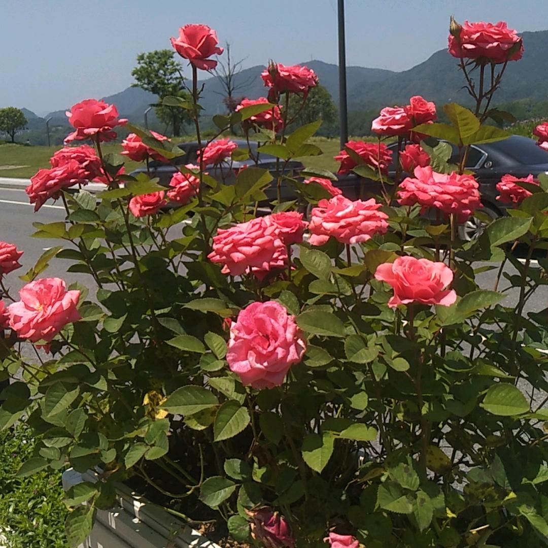 善良中带点锋芒