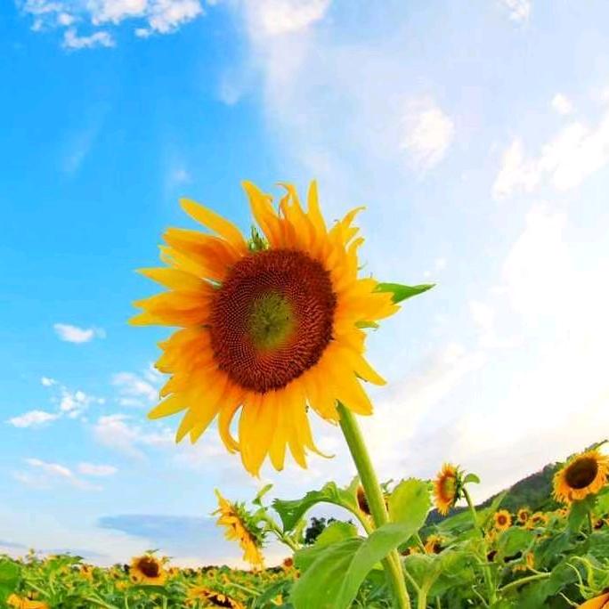 小眼睛却有大光芒