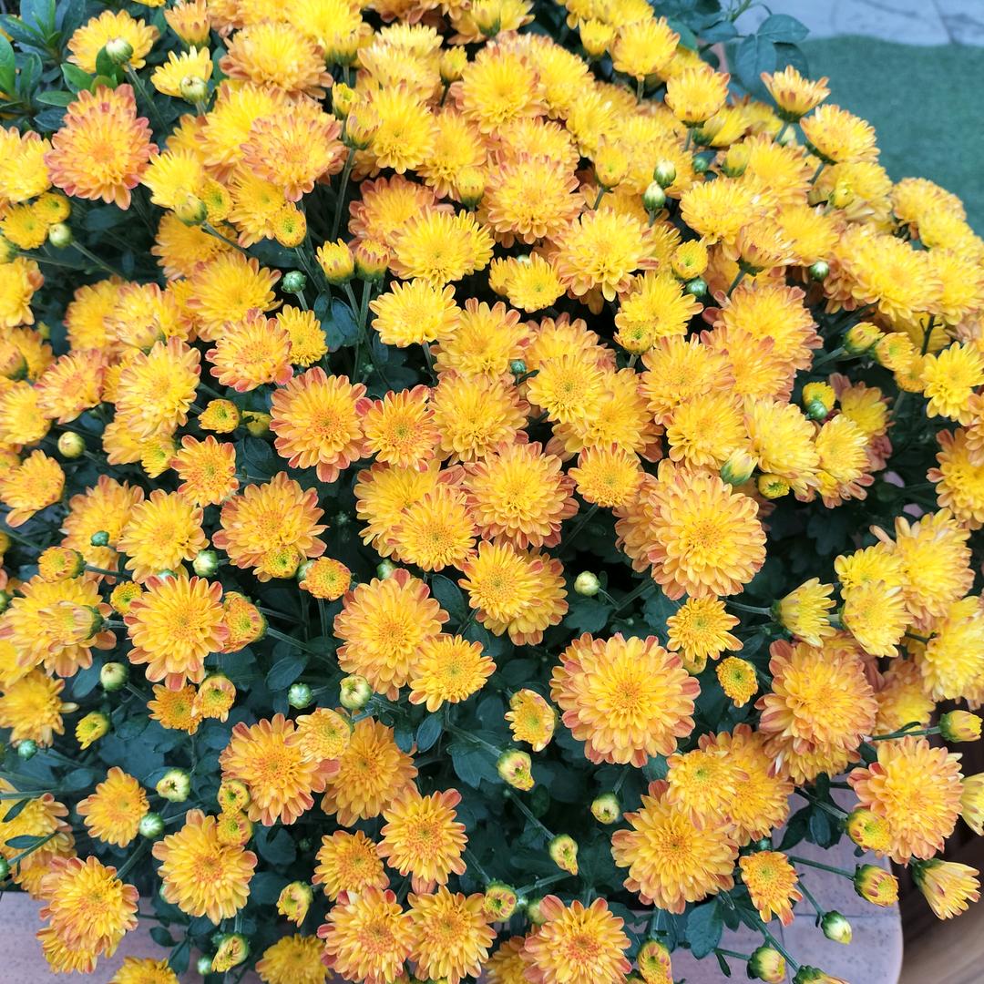 看淡人生（523）