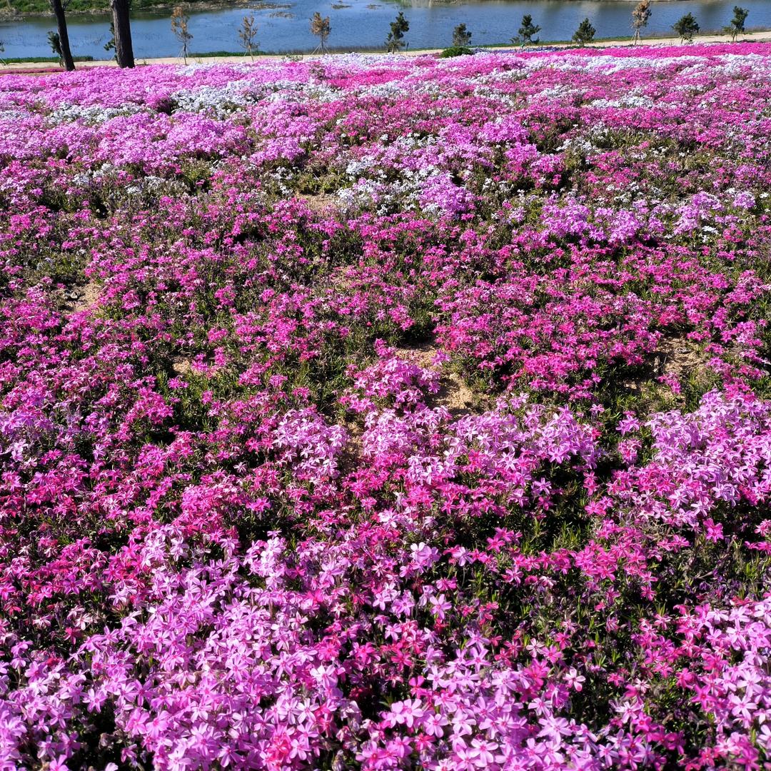 花开半夏