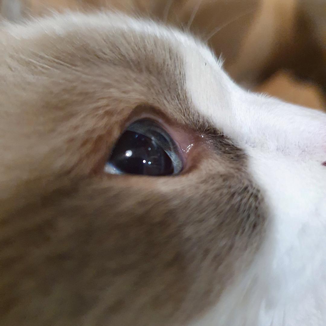 杭州视频拍摄～胖猴
