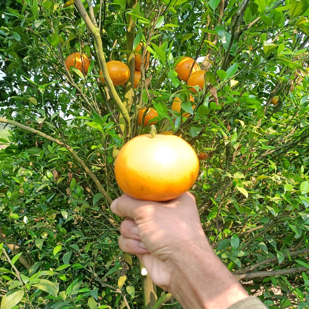 果树专业修剪——阿德