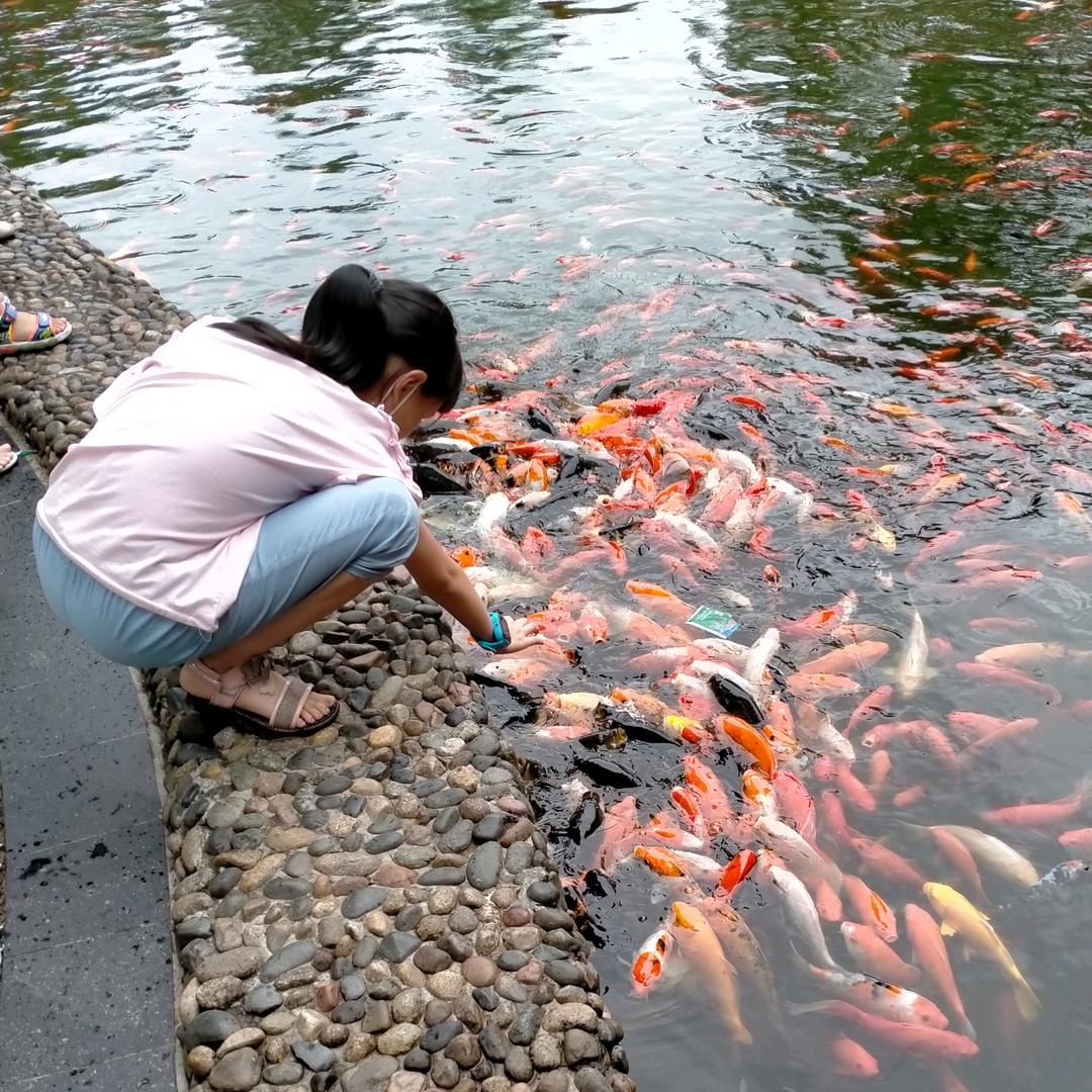 虹羽