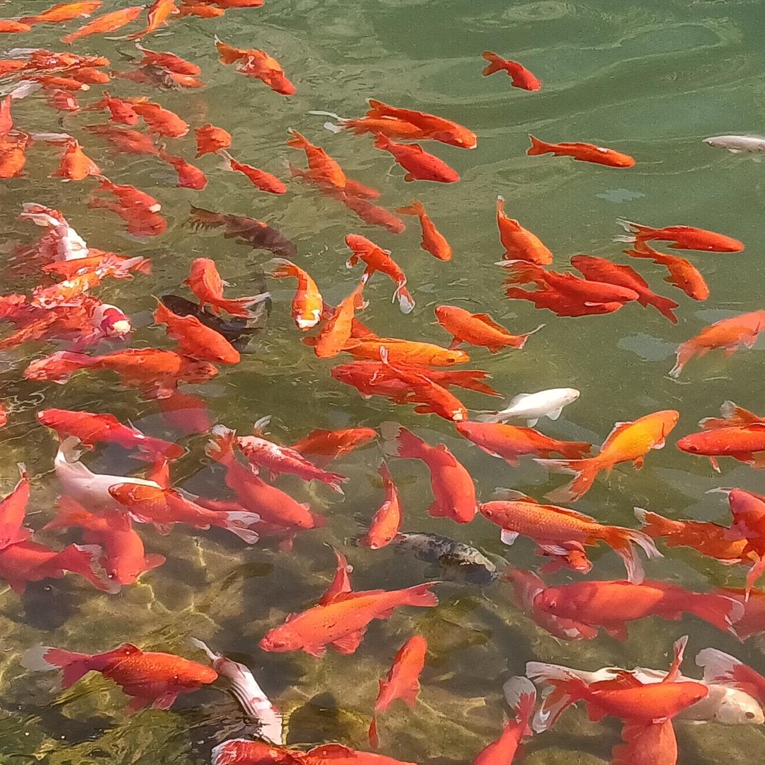 灵犀