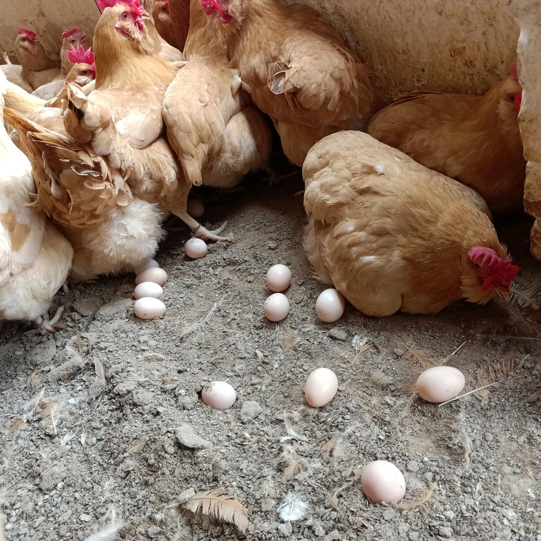 开平市爱立特农业科技有限公司