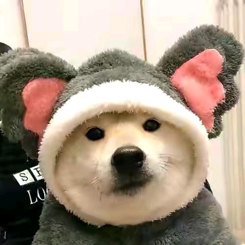 ✨萌宠汇