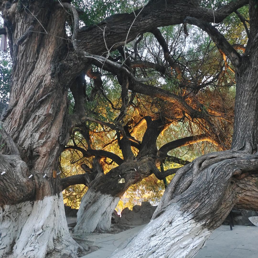 （孤狼）一直漂泊在路上