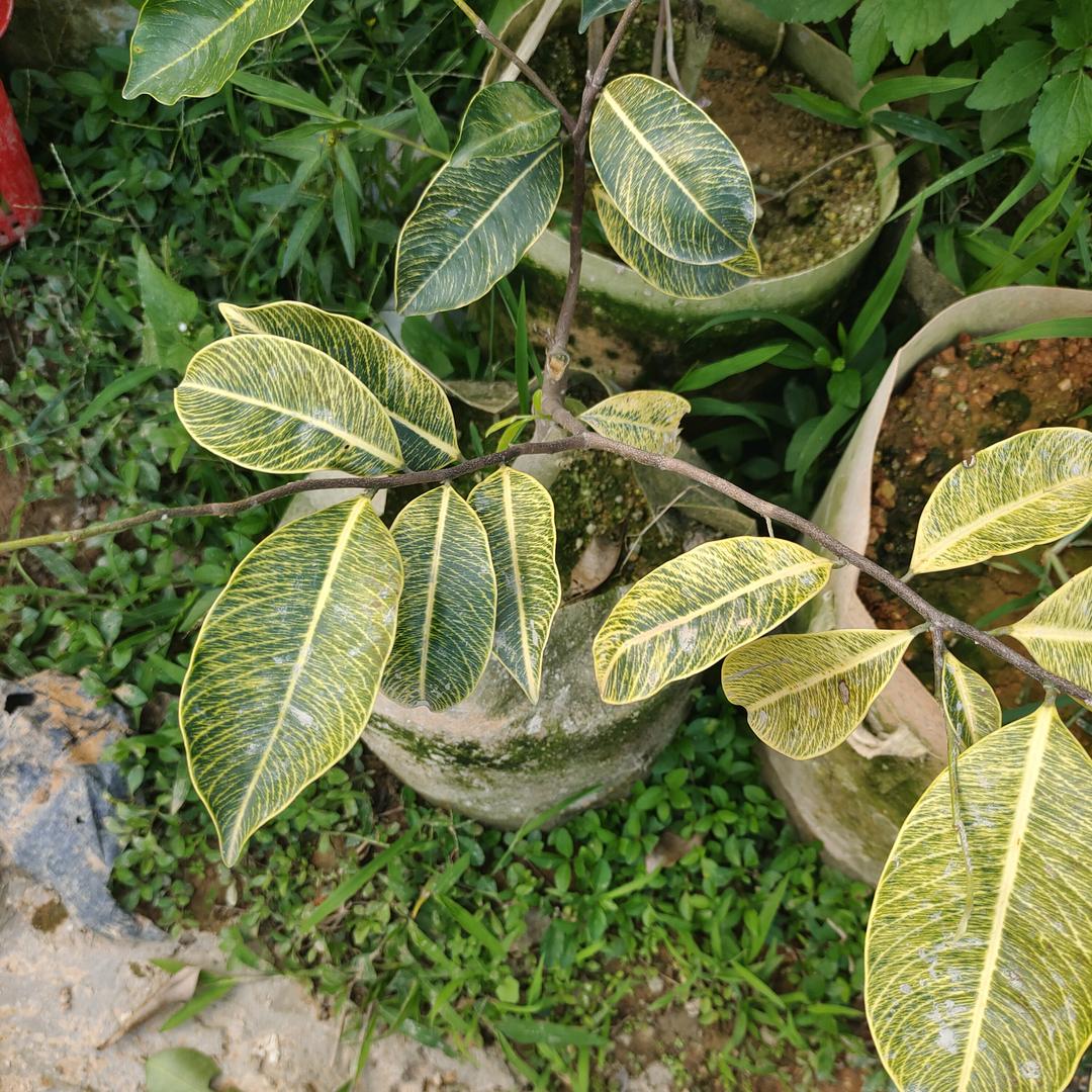 哈罗苗木场