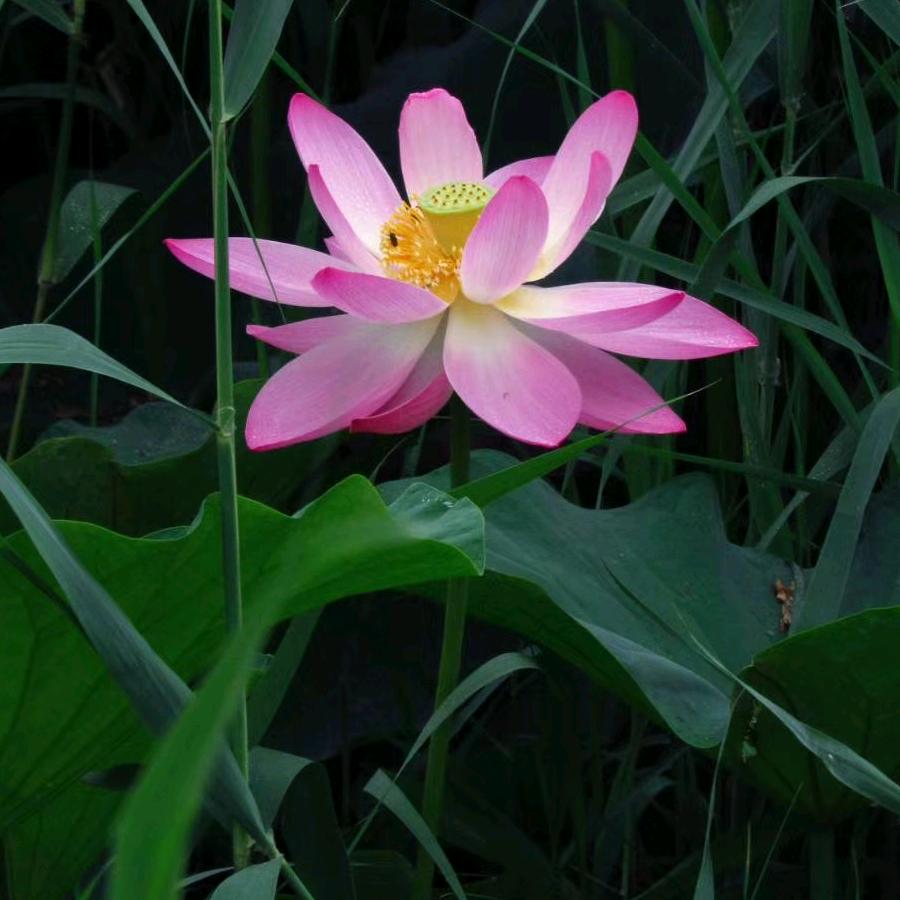 蝶恋花