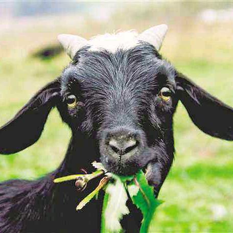 来凤大沟黑山羊