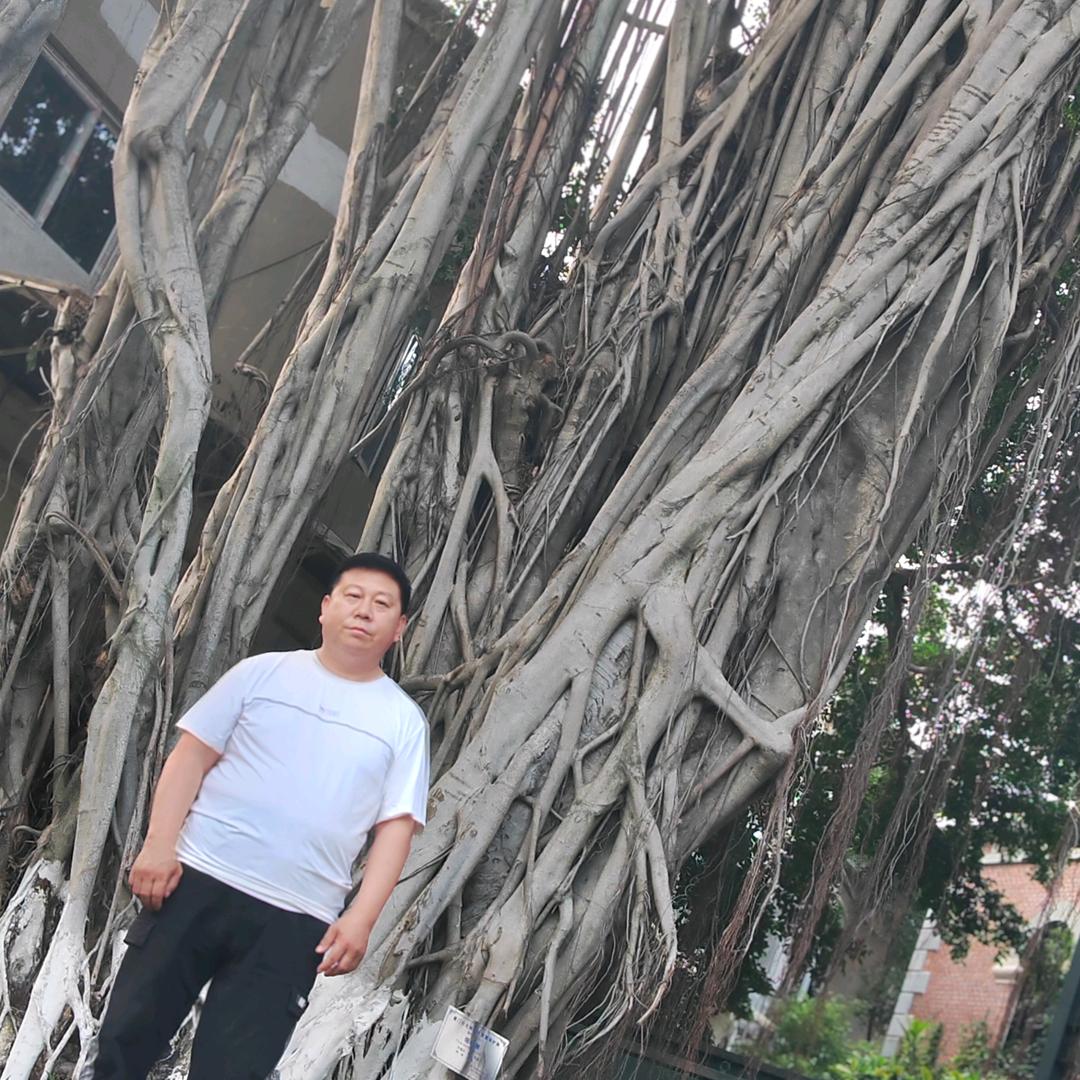 桦木杨木面专业户