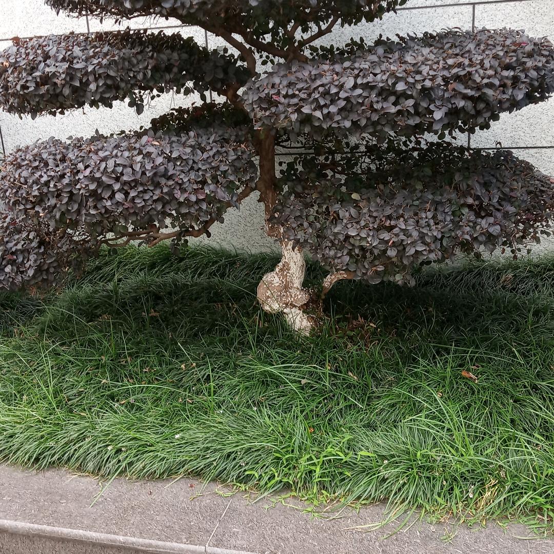 随缘