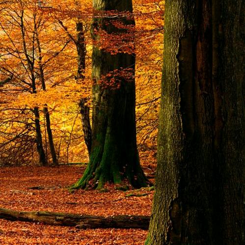 🍀🍀🌺🌺青苹果🍎🌺🍀🍀