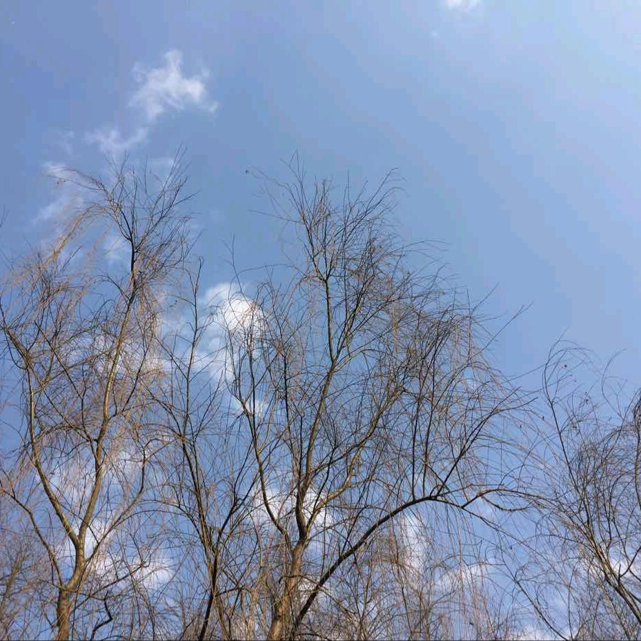 爱吃橄榄精油的黄虎头像