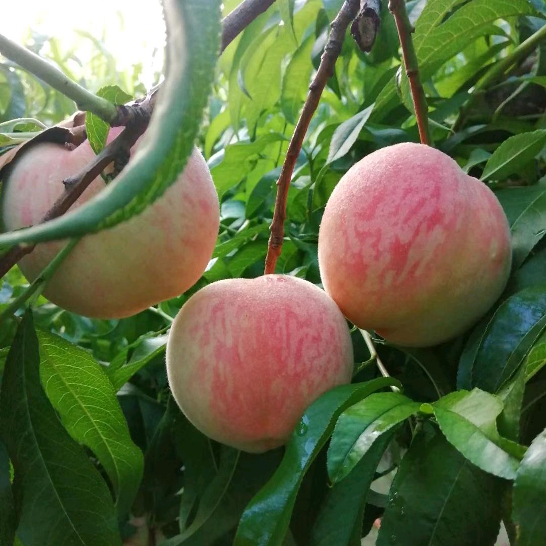 肥城市果金家庭农场