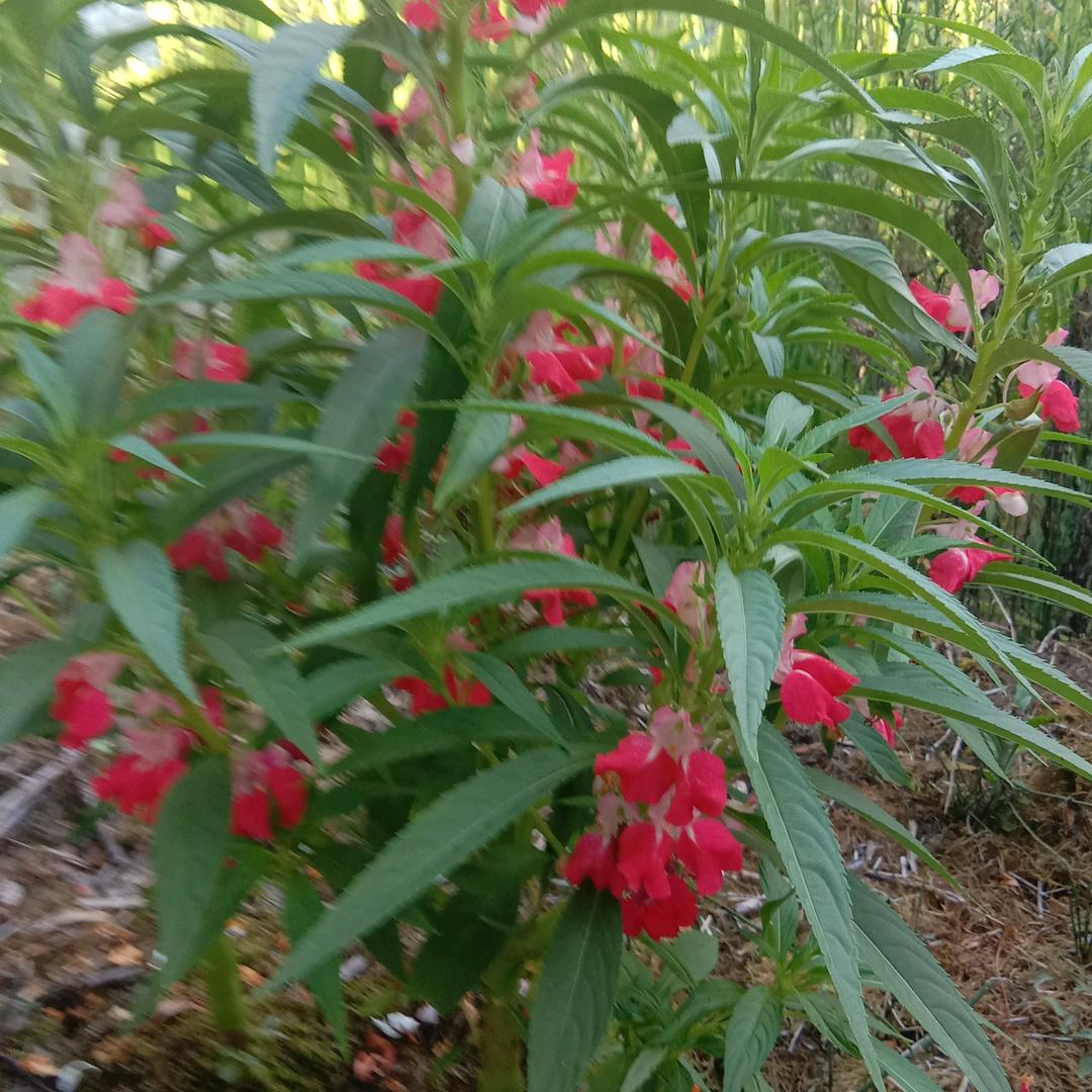 🌺🌺🌺🌺
