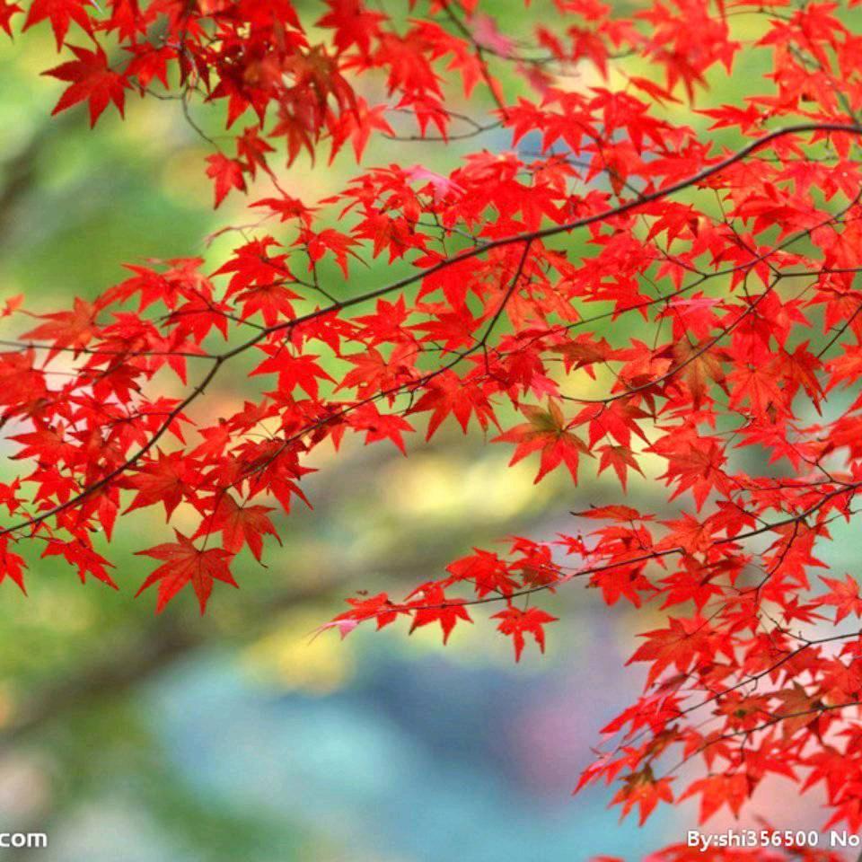 枫叶🍁