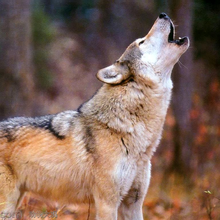 坐在坟头调戏鬼@