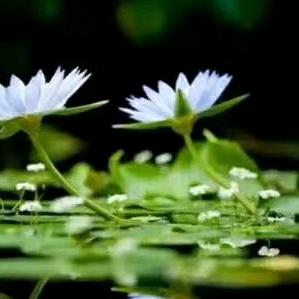 小草🌾🌾🍀🌾