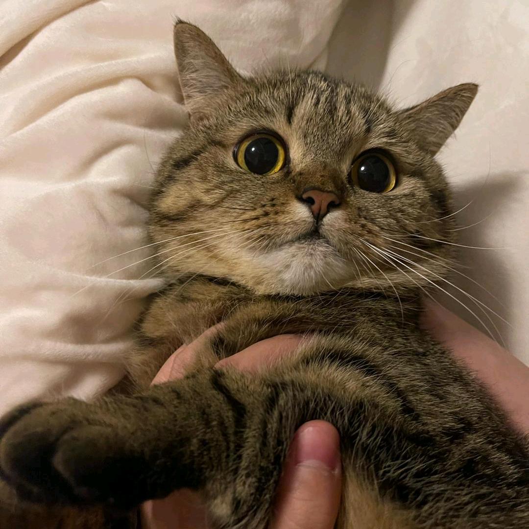 停格