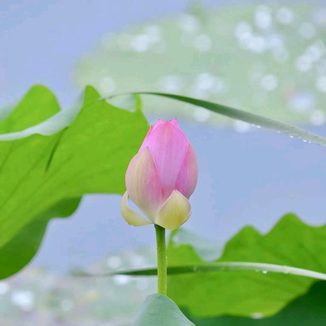 福萌萌