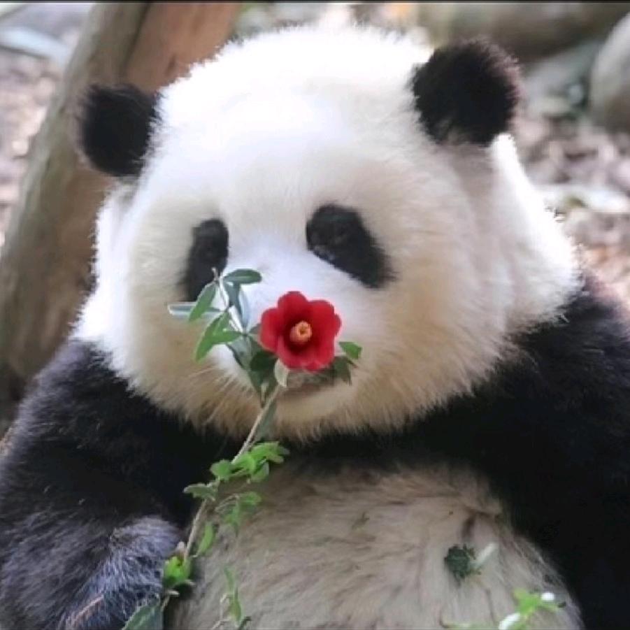 🔥决不放弃🐼