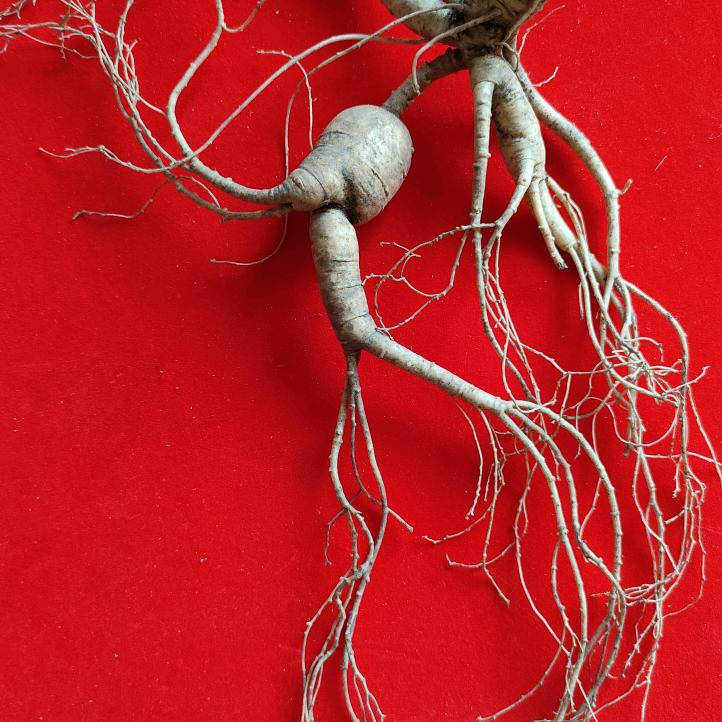 老参农人参种植合作社
