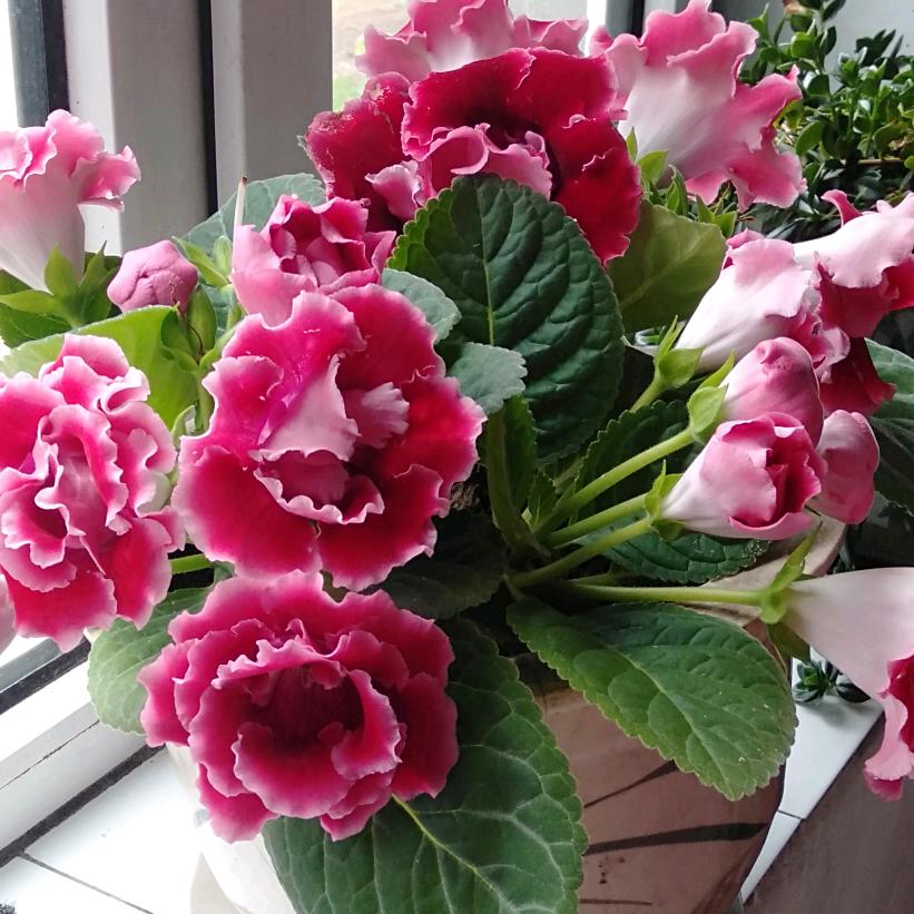 鲁同芹