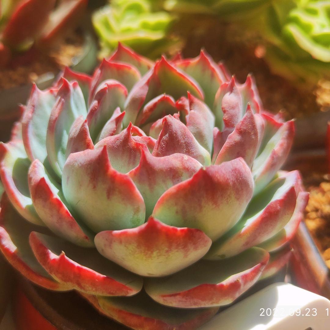 玲子爱多肉