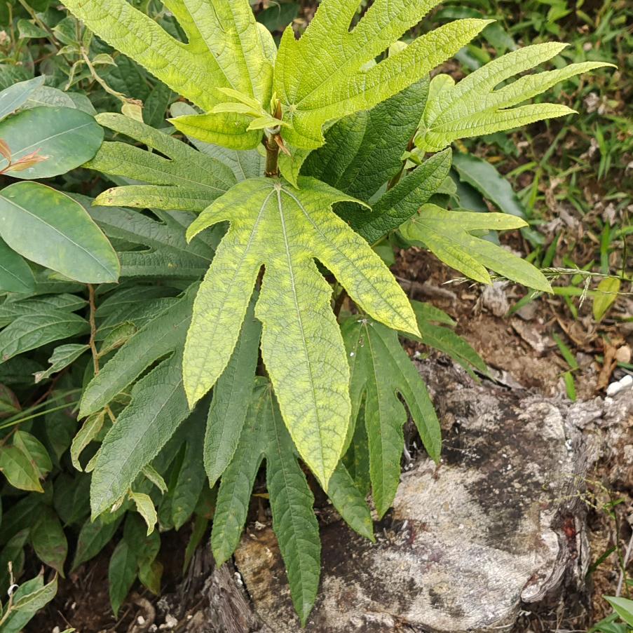 用户木子李马料