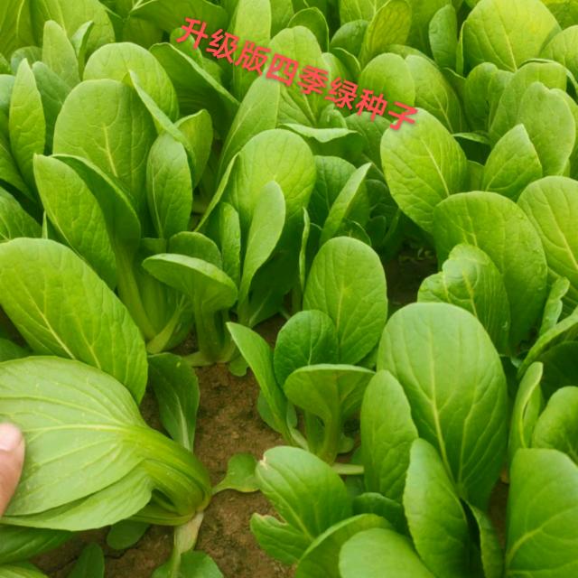 山东德禾蔬菜种子有限公司