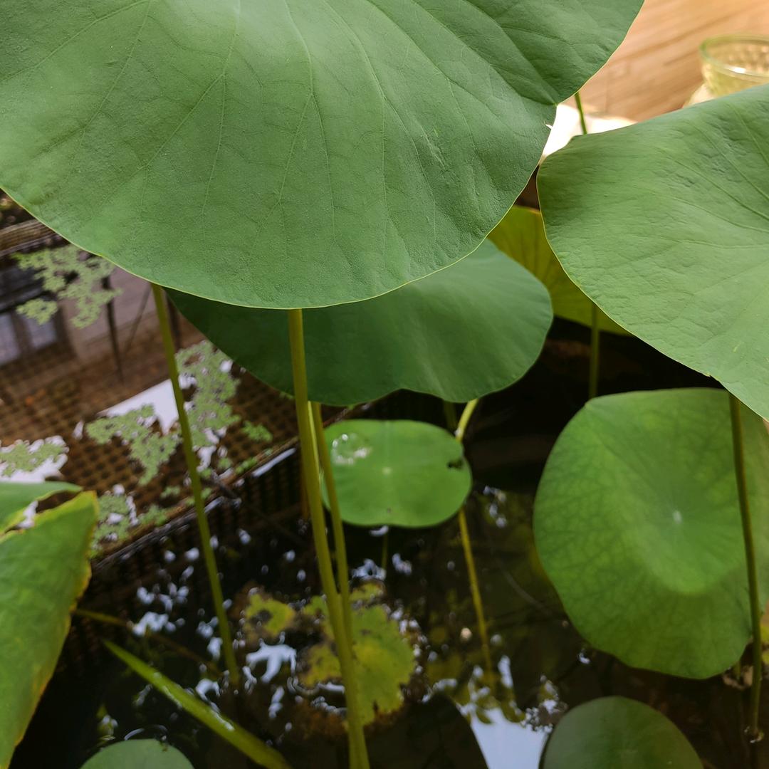 猫和老虎 宽松大版青少年装