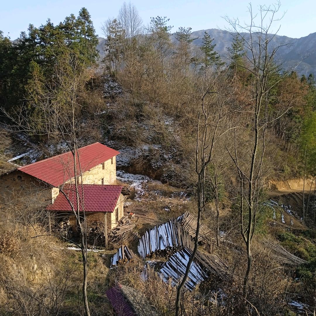大别山金松山庄:80年代发展林场和野生茶