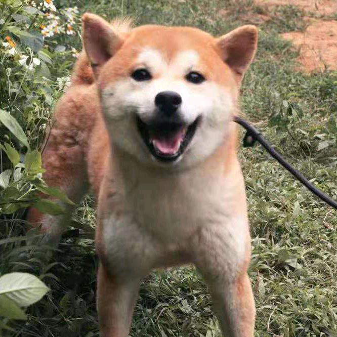 柴之护柴犬舍