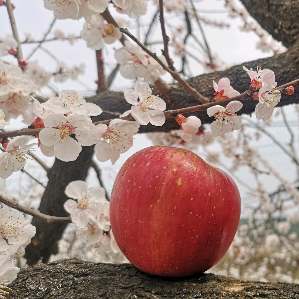 立君和苹果
