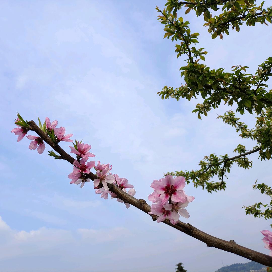木兰