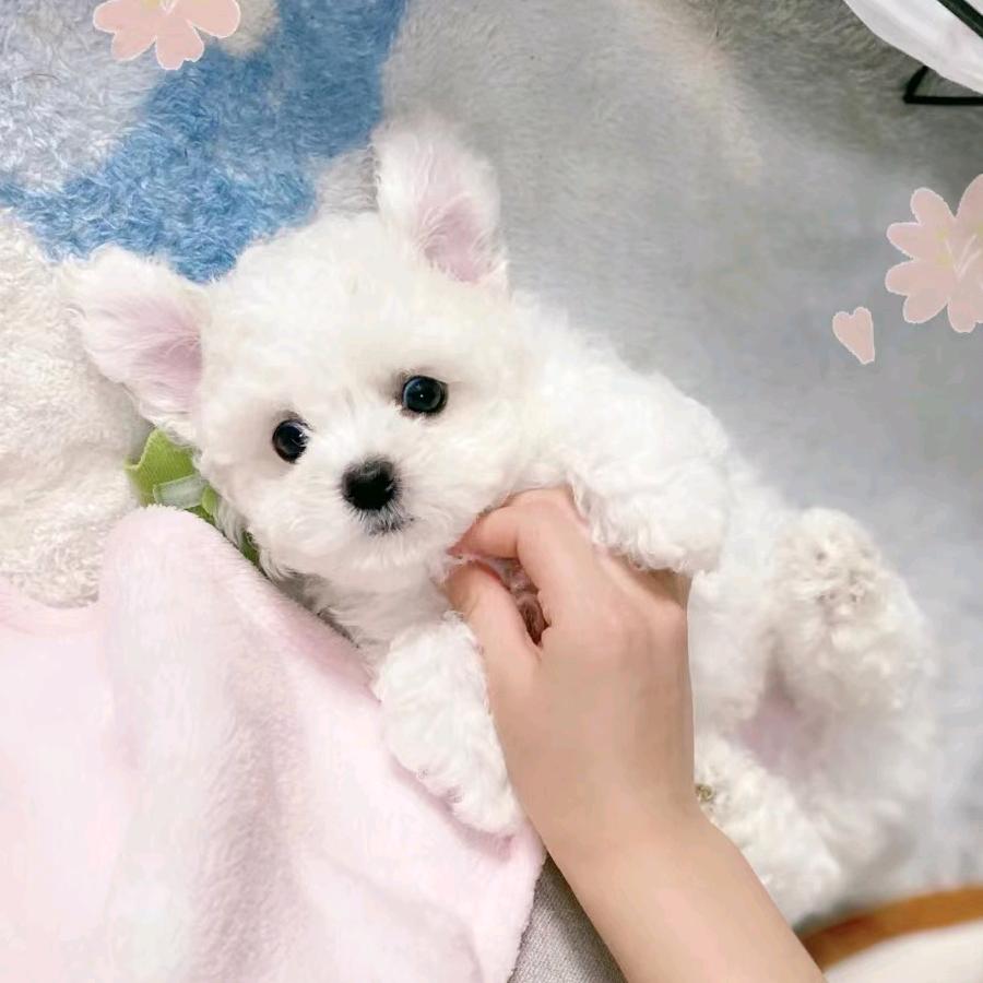 妍妍呀