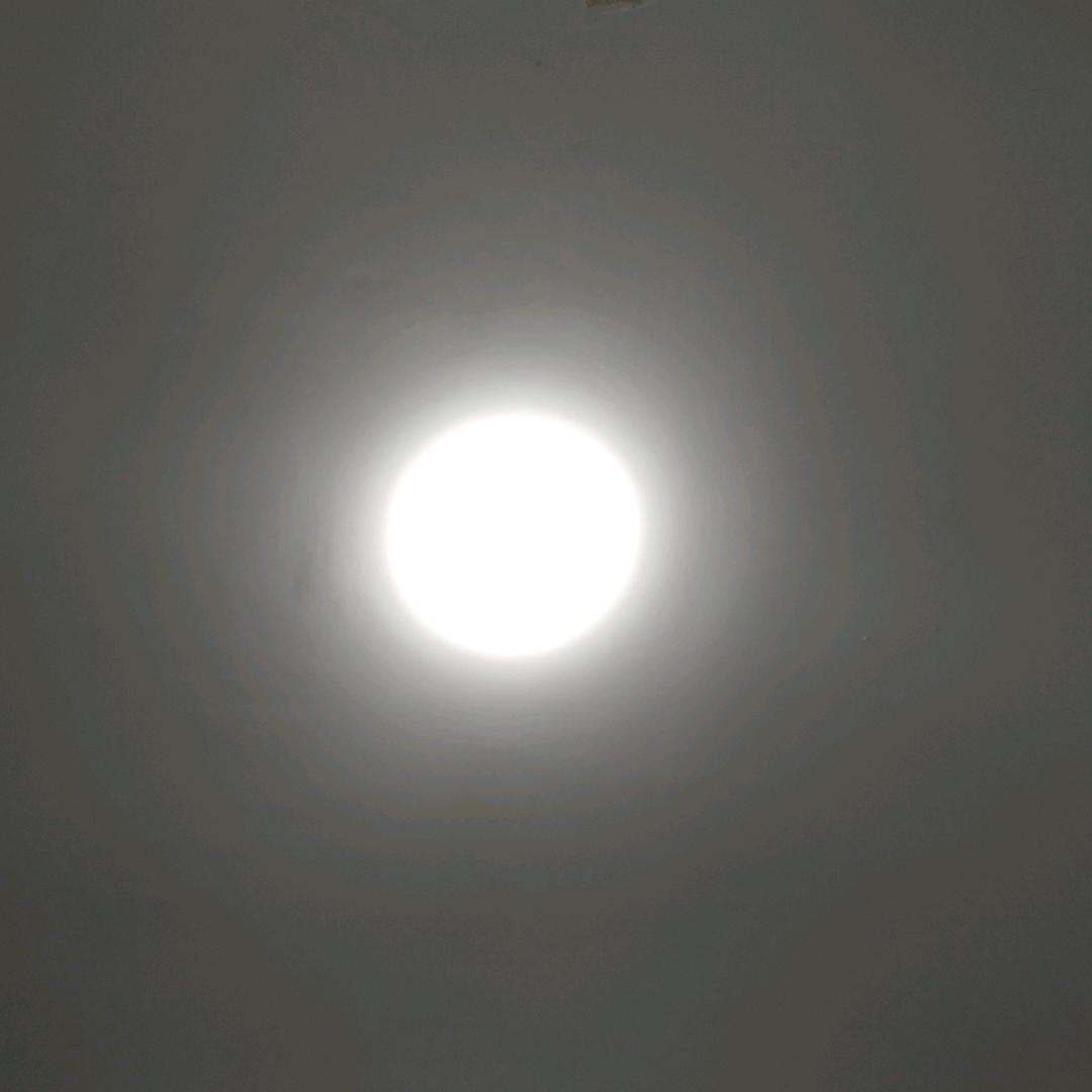 大老虎。_231870714