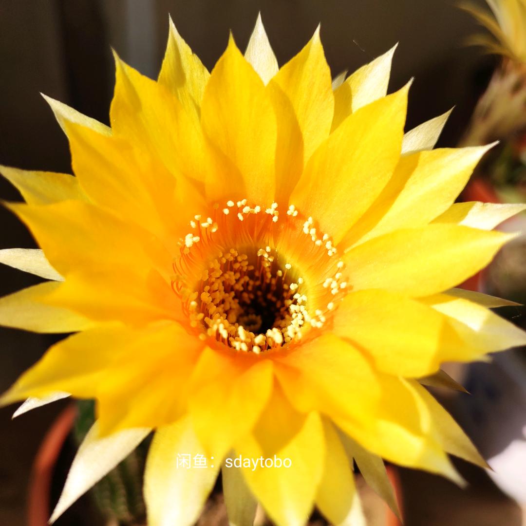 随心花园
