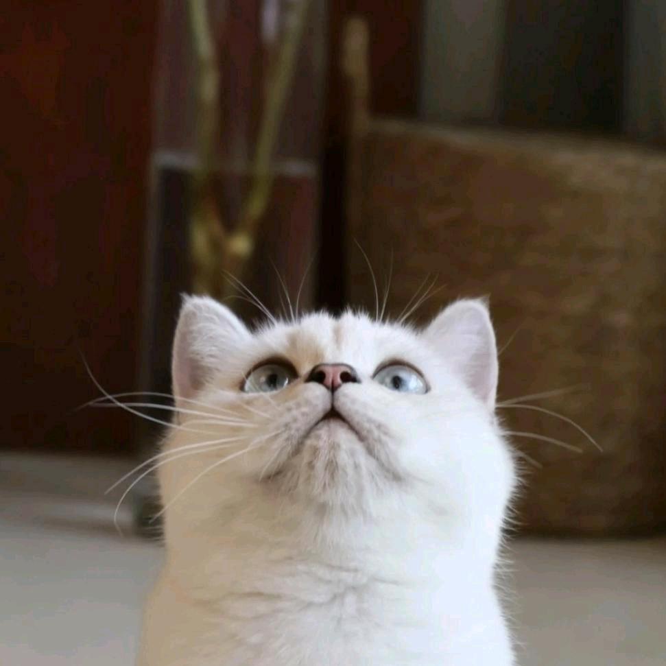 七七是只喵