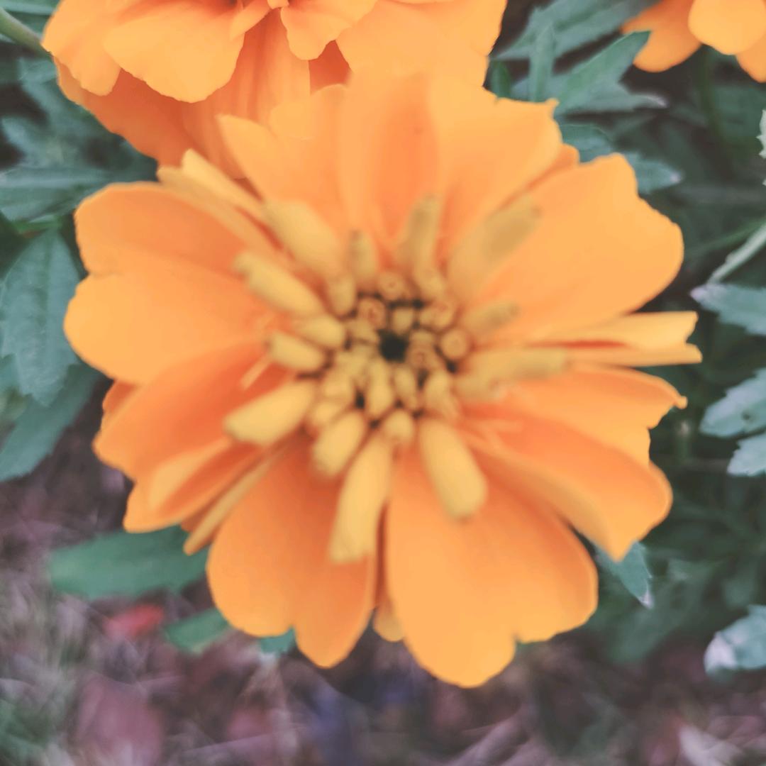 笑对٩(๑^o^๑)۶人生