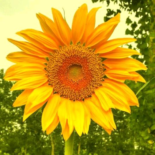 💞ꦿˇ萬⁵²º᭄এ💋