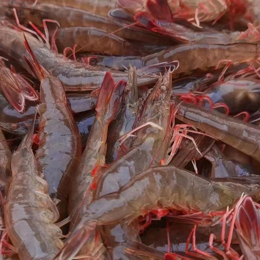 烟台河南陈，海鲜批发