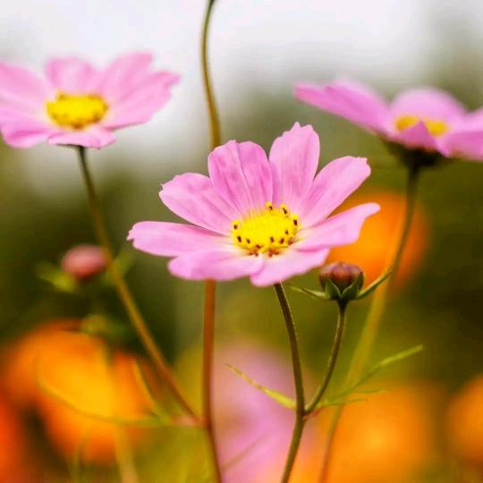 泽泽宝宝（小敏妈妈）