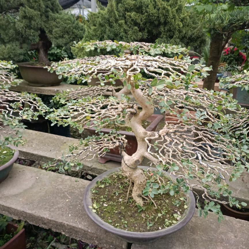 美羊羊(福临门花木园)