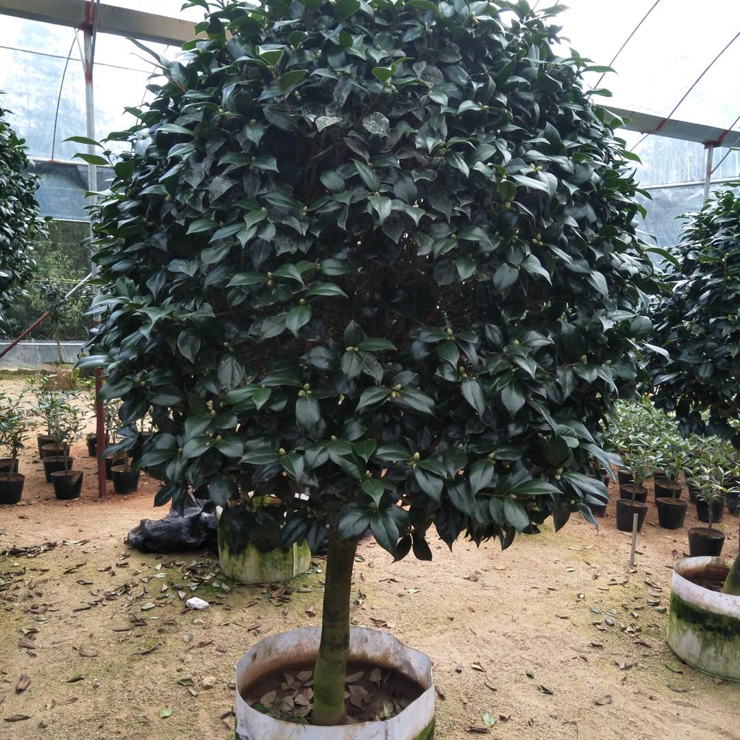 精品茶花