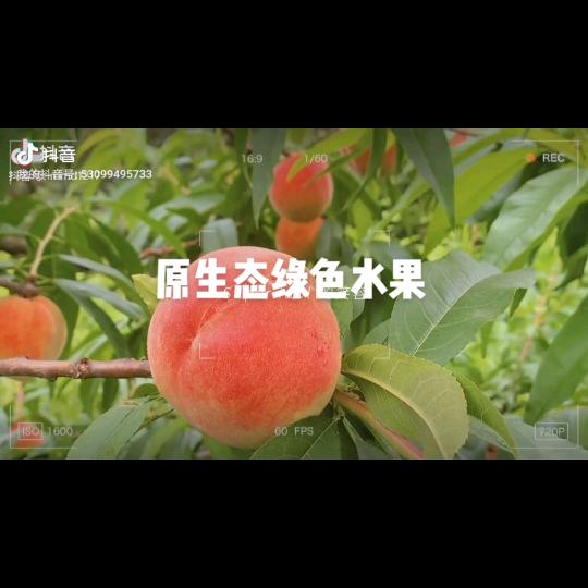 鑫金秋桃园